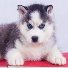 Vendita cucciolo siberian husky