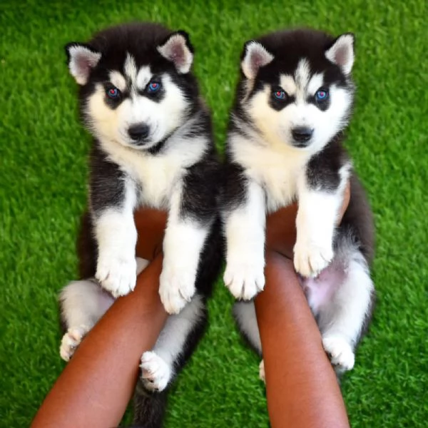 Vendita cucciolo siberian husky | Foto 0