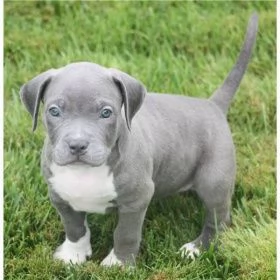 american pitbull terrier