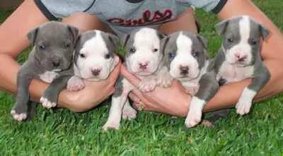 american pitbull terrier | Foto 1