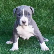 american pitbull terrier | Foto 0