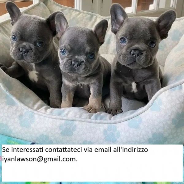 Bulldog francese blu: è un colore vero? - WE ️ BULLDOG