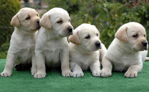 golden retriever