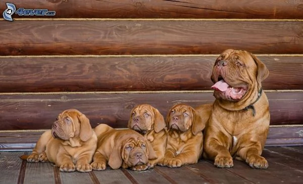 dogue de bordeaux cuccioli | Foto 0