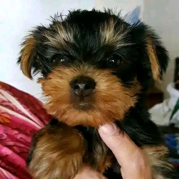 Cuccioli di Yorkie di razza pura maschi e femmine sani disponibili e pronti per l'adozione, | Foto 6