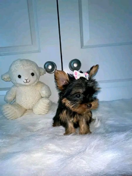 Cuccioli di Yorkie di razza pura maschi e femmine sani disponibili e pronti per l'adozione, | Foto 5
