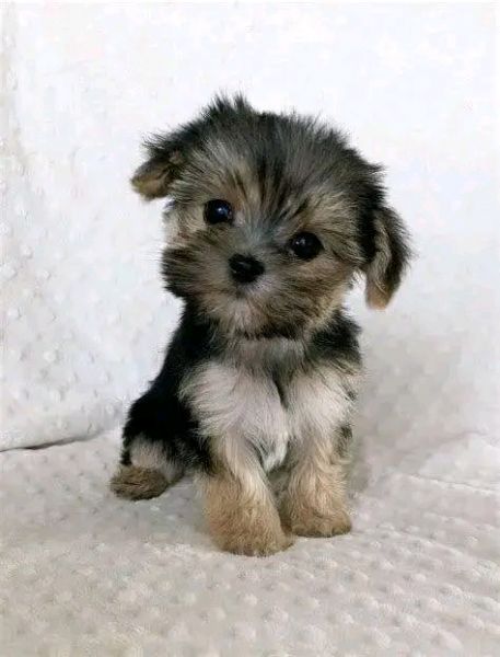 Cuccioli di Yorkie di razza pura maschi e femmine sani disponibili e pronti per l'adozione, | Foto 3