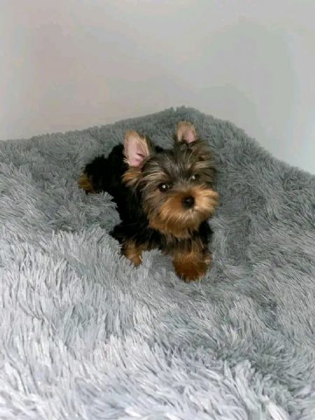 Cuccioli di Yorkie di razza pura maschi e femmine sani disponibili e pronti per l'adozione, | Foto 2
