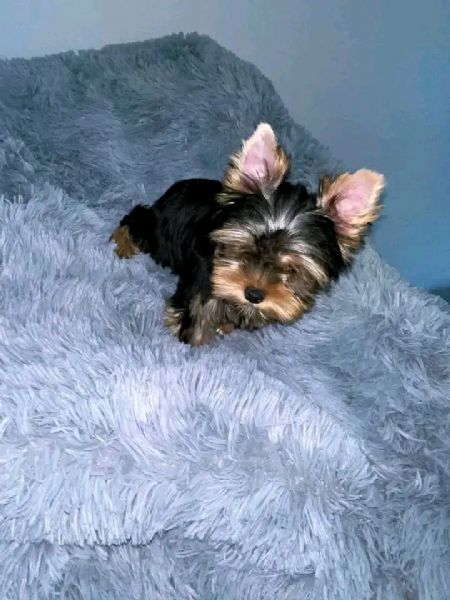 Cuccioli di Yorkie di razza pura maschi e femmine sani disponibili e pronti per l'adozione, | Foto 1
