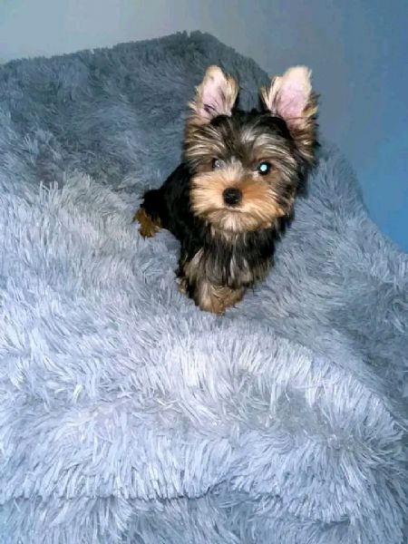 Cuccioli di Yorkie di razza pura maschi e femmine sani disponibili e pronti per l'adozione, | Foto 0