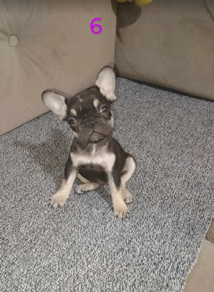 Cuccioli di bulldog francese