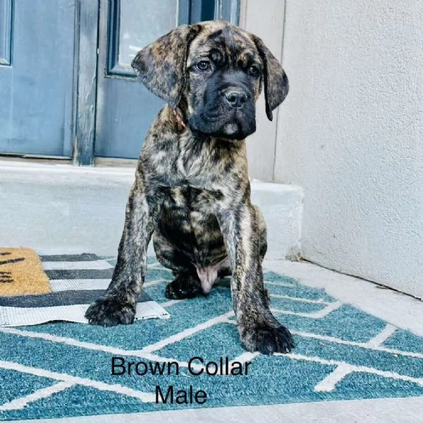 Cane Corso cuccioli