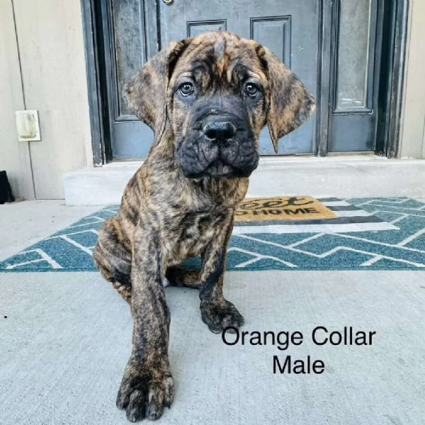 Cane Corso cuccioli | Foto 1
