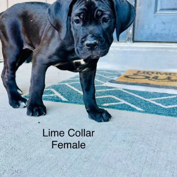 Cane Corso cuccioli | Foto 0