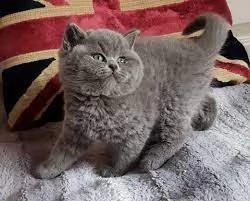Gattini British Shorthair disponibili