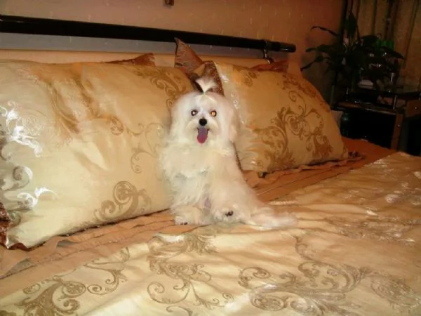 Cuccioli sani di maltese AKC