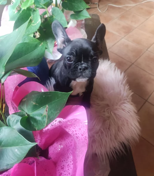 Bouledogue francese femminuccia