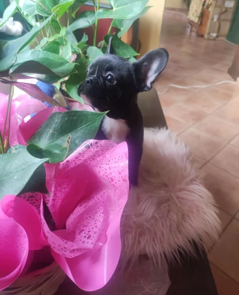 Bouledogue francese femminuccia | Foto 1