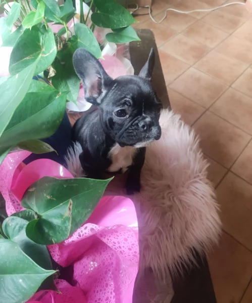 Bouledogue francese femminuccia | Foto 0