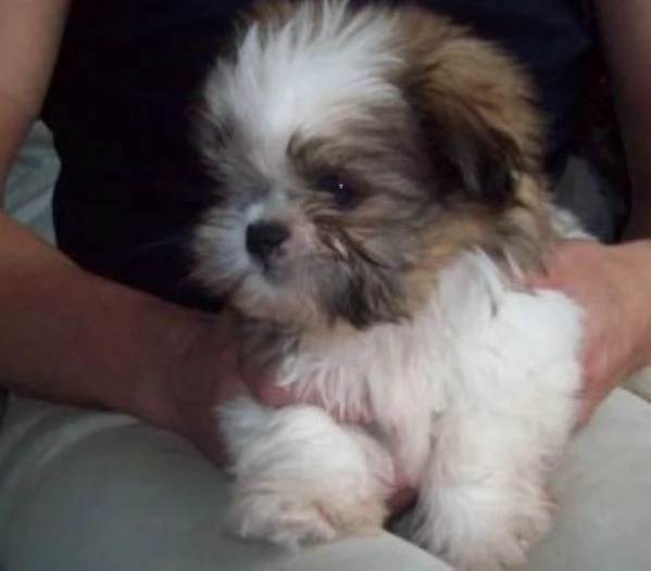 Shih Tzu cuccioli | Foto 1