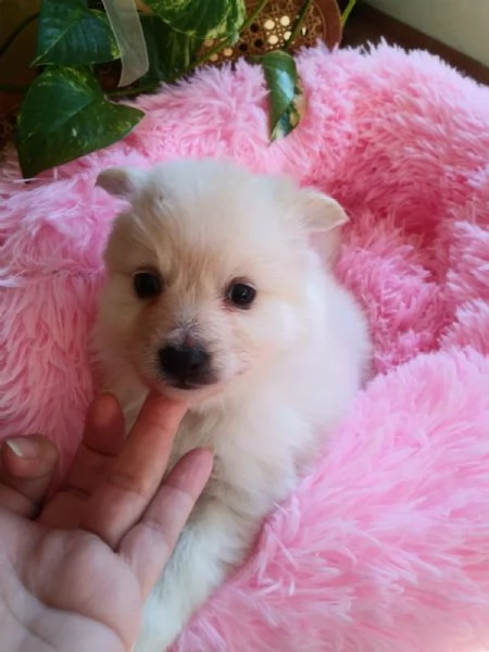 Spitz toy cuccioli | Foto 3