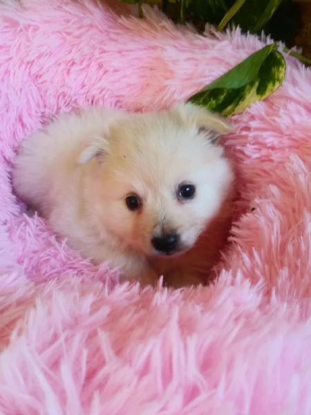 Spitz toy cuccioli | Foto 2