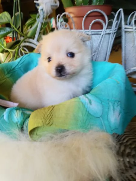 Spitz toy cuccioli | Foto 1