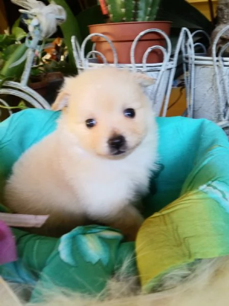 Spitz toy cuccioli | Foto 0