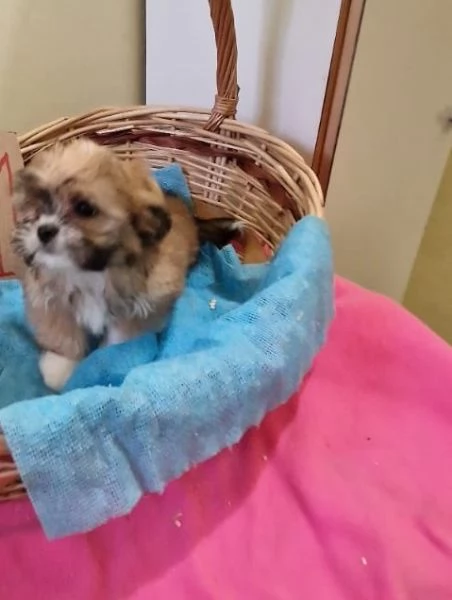 Shih Tzu cuccioli taglia piccola