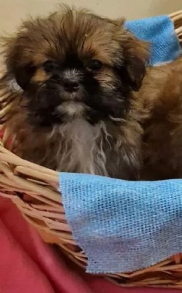 Shih Tzu cuccioli taglia piccola | Foto 2