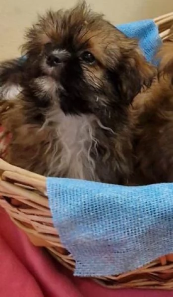 Shih Tzu cuccioli taglia piccola | Foto 1