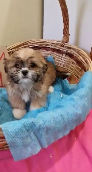 Shih Tzu cuccioli taglia piccola | Foto 0