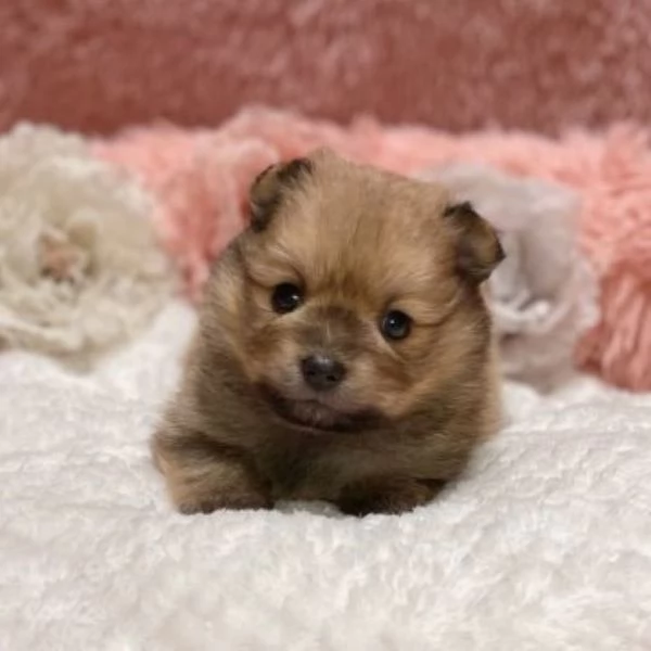 Pomerania mini toy maschietto