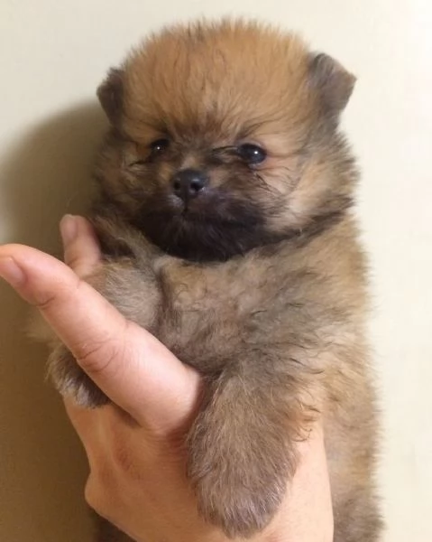 Pomerania mini toy maschietto | Foto 0