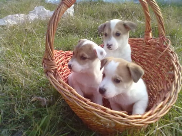 Jack Russell maschietti