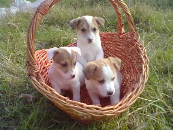 Jack Russell maschietti | Foto 1