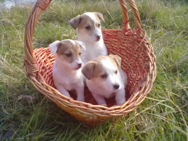Jack Russell maschietti | Foto 0