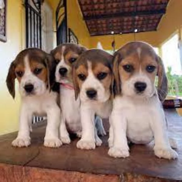 Beagle tricolore cuccioli