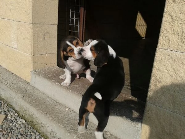Beagle tricolore cuccioli | Foto 2