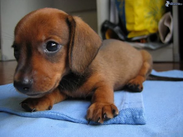 Bassotto nano cuccioli | Foto 2