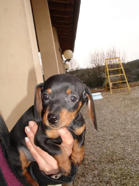 Bassotto nano cuccioli