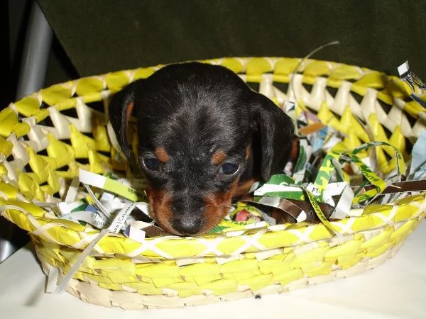 Bassotto nano cuccioli | Foto 1