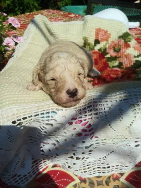 Barboncini toy e mini toy | Foto 2