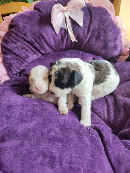 Barboncini toy e mini toy