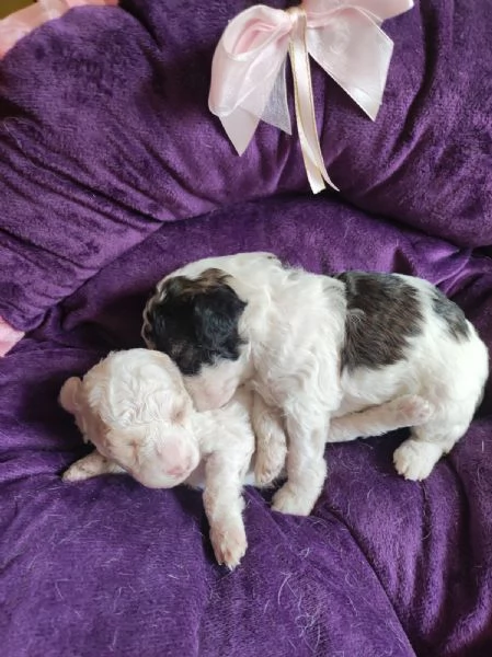 Barboncini toy e mini toy | Foto 1