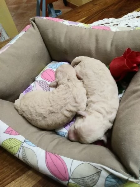 Barboncini toy e mini toy | Foto 0