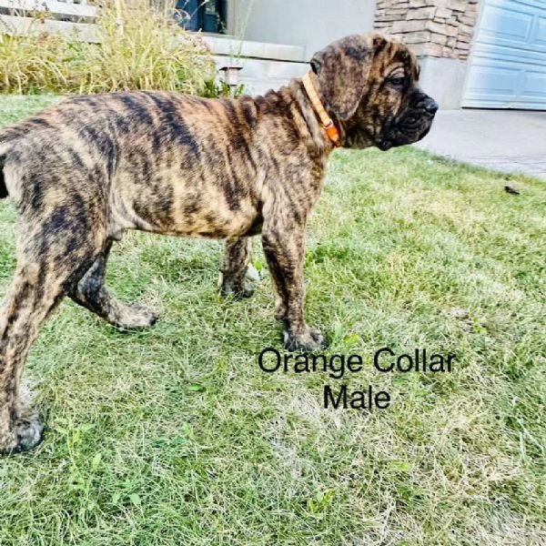 Cane corso cuccioli | Foto 1