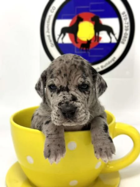 Alano cuccioli | Foto 1