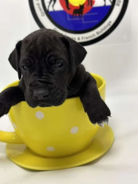 Alano cuccioli | Foto 0