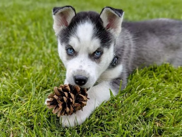 Siberian Husky cuccioli